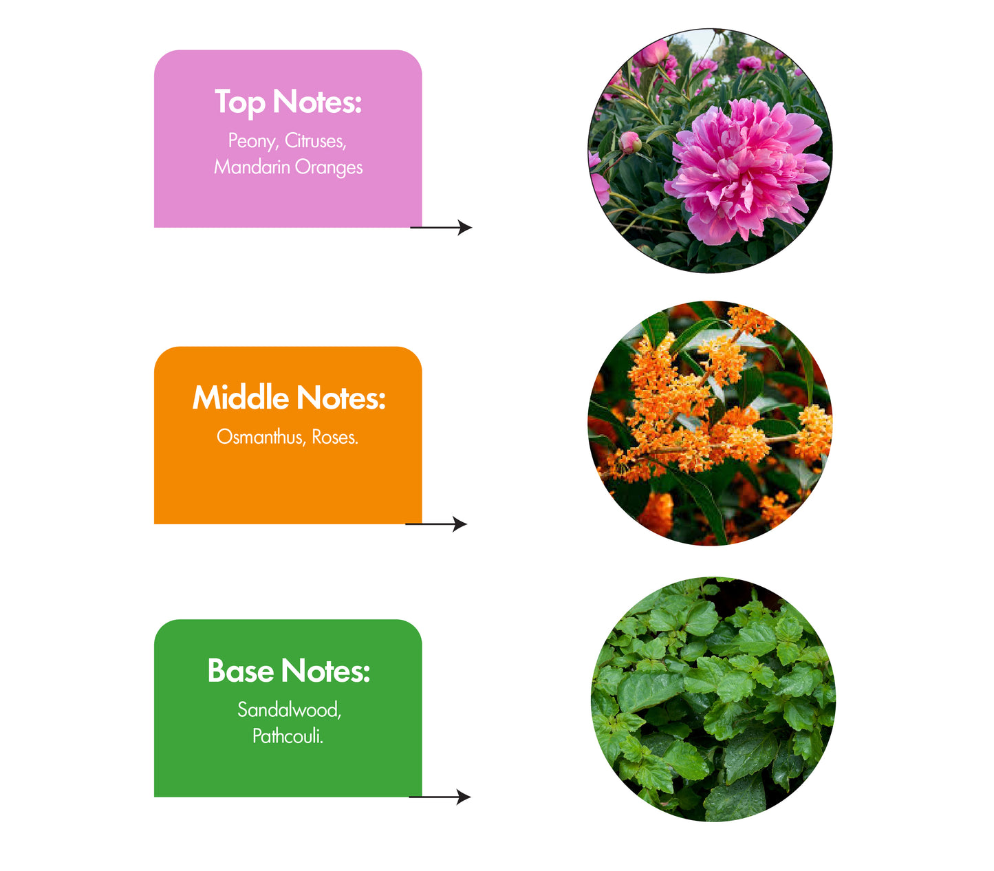 Daisy Dream Inspired by Gucci Flora